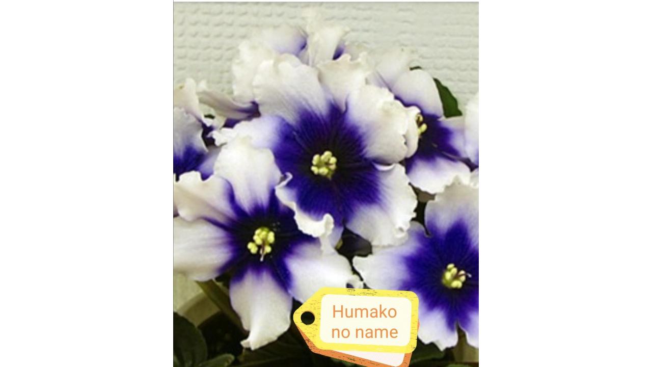 Фиалки, глоксинии, стрептокарпусы