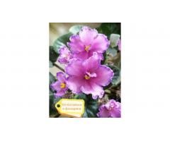 Фиалки, глоксинии, стрептокарпусы