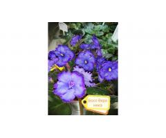 Фиалки, глоксинии, стрептокарпусы