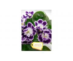 Фиалки, глоксинии, стрептокарпусы