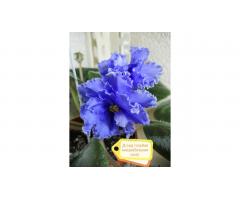 Фиалки, глоксинии, стрептокарпусы