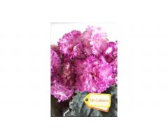 Фиалки, глоксинии, стрептокарпусы