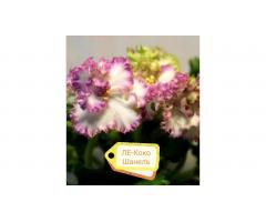 Фиалки, глоксинии, стрептокарпусы