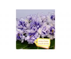 Фиалки, глоксинии, стрептокарпусы