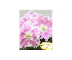 Фиалки, глоксинии, стрептокарпусы